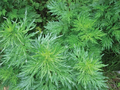 Không chỉ là thuốc, ngải cứu còn có tác dụng phong thủy