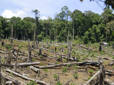 Phá rừng tại Kon Tum (Ảnh minh họa)
