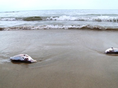 Bộ Tài nguyên và Môi trường chủ động bố trí kinh phí trong dự toán ngân sách được giao hàng năm để hoàn thành các nhiệm vụ (Ảnh minh họa)
