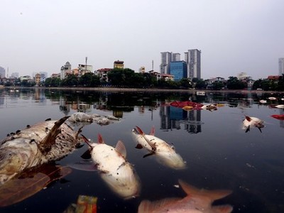 Hồ điều hòa không khí và cảnh quan nội đô Hà Nội bị ô nhiễm nặng. Trong ảnh cá chết nổi trắng hồ Ngọc Khánh