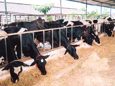 6 tháng đầu năm, HAG lỗ hơn 1.000 tỷ đồng