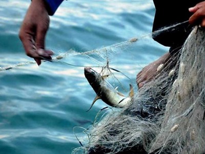 Bộ Y tế: Tất cả các loại cá tầng nổi, hải sản nuôi tại 4 tỉnh miền Trung đều đã an toàn