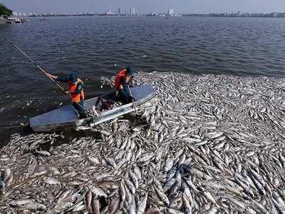 Cá chết ở Hồ Tây (Ảnh: Vietnamnet)