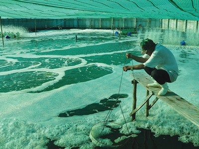 Nuôi tôm theo theo hướng VietGAP kết hợp quy trình CPF-Turbo Program tại Sóc Trăng