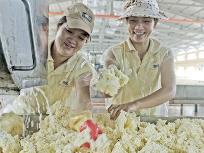 Giá bán cao su tuy đã phục hồi nhưng vẫn thấp so với các năm trước