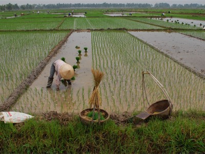 Việc miễn thuế sử dụng đất nông nghiệp được đánh giá là sẽ khuyến khích tổ chức, hộ gia đình, cá nhân đầu tư vào nông nghiệp, nông thôn; khuyến khích phát triển kinh tế trang trại; góp phần chuyển dịch cơ cấu nông nghiệp, nông thôn theo hướng công nghiệp hóa.
