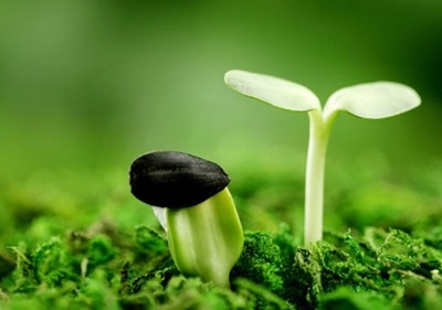 Sẽ có trái phiếu riêng cho các dự án xanh 