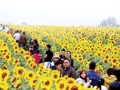 Cánh đồng hướng dương của TH ở Nghĩa Đàn (Nghệ An) đã trở thành một điểm đến hấp dẫn cho du khách