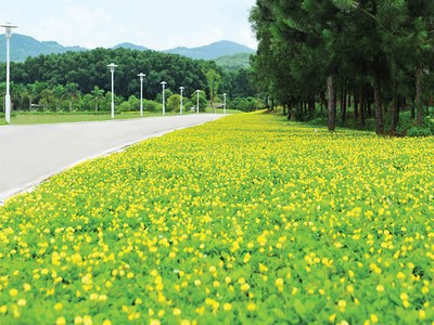 Phân khúc nhà ở có mức giá phù hợp sẽ giúp thị trường khởi sắc