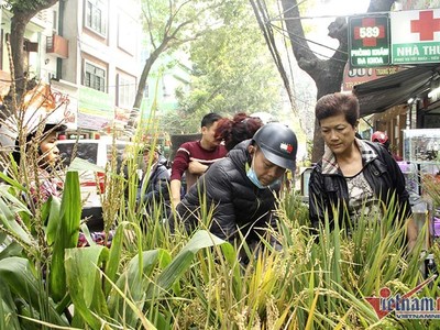 Loại lúa được dùng làm cảnh là lúa nếp cái hoa vàng và lúa tẻ lấy từ Hải Hậu (Nam Định), hương thơm, hạt to đều và màu vàng óng bắt mắt