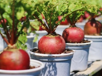 Rau củ vào chậu kiểng Tết hút hàng