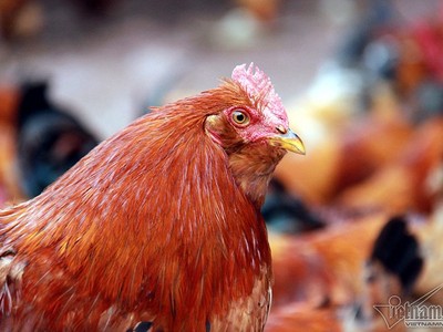 Gà Tiên Yên độc đáo vì con mái có phần lông dày dưới cổ nhìn như chùm râu
