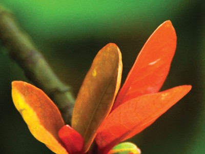 Cầu an đầu năm