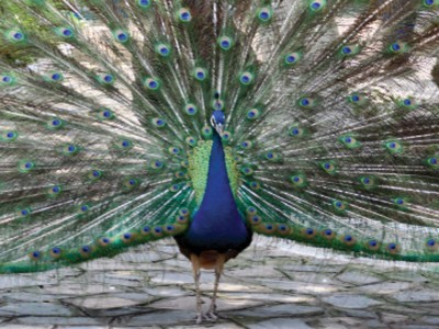 Giấc mơ khổng tước