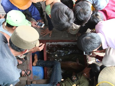 Cá đang được nuôi giữ trong tàu cá của gia đình anh Sự