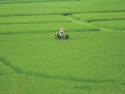 Tạo cơ sở pháp lý cho việc tích tụ, sử dụng hiệu quả đất nông nghiệp