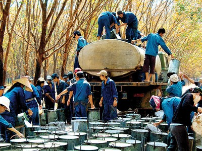 Tập đoàn Cao su dự kiến IPO trong tháng 7