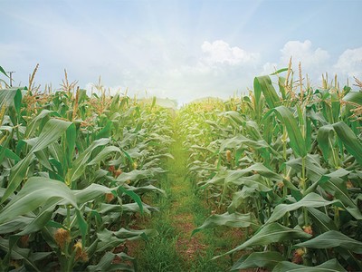 Đầu tư cho nông nghiệp: Trở về với ngành nghề lõi