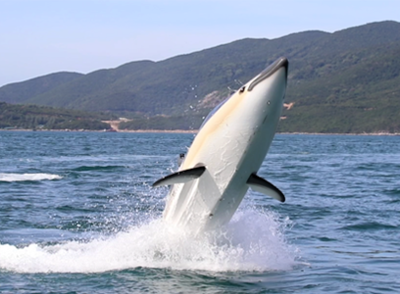 Tàu cá heo lặn biển đầu tiên ở Nha Trang