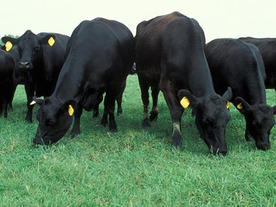 Quảng Bình: Tạo điều kiện để nhà đầu tư Nhật Bản thực hiện dự án nuôi bò Kobe 