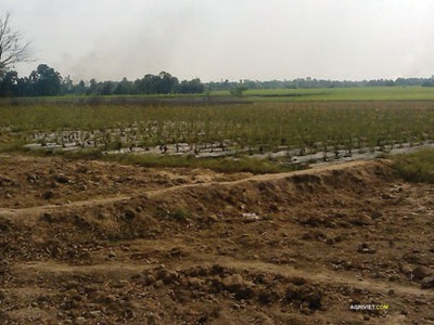 Chuyển mục đích sử dụng đất tại 2 tỉnh Bắc Ninh và Long An