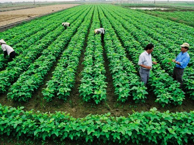 Vốn tư nhân dần chảy vào nông nghiệp