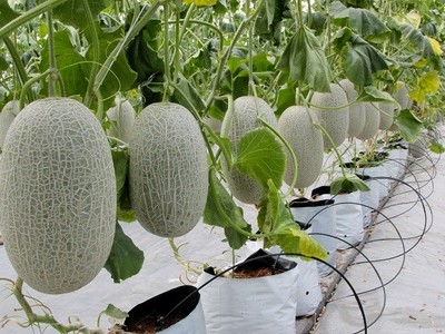 Ngành nông nghiệp tự tin với mục tiêu xuất khẩu 55 tỷ USD