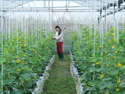 Nguồn vốn tín dụng góp phần đắc lực hỗ trợ chuyển đổi cơ cấu sản phẩm nông nghiệp