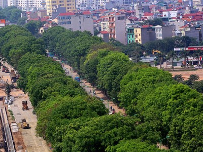 Thành phố Hà Nội có trên 4.000 cây xà cừ già cỗi. Ảnh: Bá Đô.