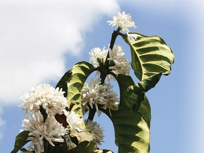 Pha Đin mùa hoa cà phê