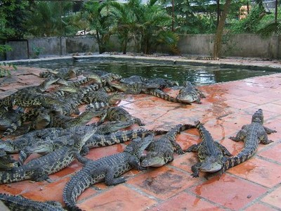 Những thú chơi ngông 'đốt tiền' của đại gia Việt