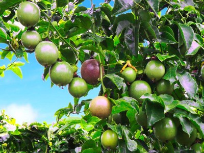 HNG: Niềm tin “cây trái đơm bông” có thành hiện thực?