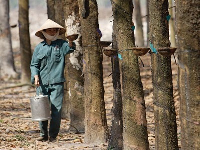 RTB: 9 tháng, ước lãi trước thuế 252 tỷ đồng