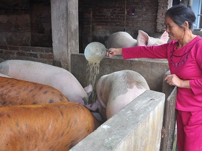 Tính đến 30/9/2017, đã có gần 31,9 triệu lượt hộ nghèo và các đối tượng chính sách khác được vay vốn, với doanh số cho vay đạt 433.245 tỷ đồng