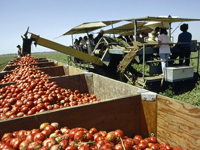 Cỗ máy tự động loại bỏ cà chua xanh khi thu hoạch