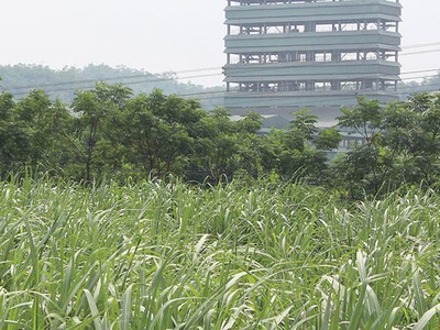 Nhiều doanh nghiệp mía đường chưa có công nghệ chế biến tinh luyện, thu hoạch bằng máy móc hiện đại, tự động...