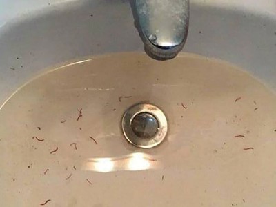 Nước sạch có giun tại Tứ Hiệp Hồng Hà Eco City. Ảnh: Nguyễn Thành