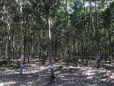 Sau khi trồng cây cao su, HAGL đã rút ra được những bài học quản trị để áp dụng vào hiện tại