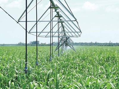 Cổ phiếu đường thờ ơ trước nỗ lực “cứu giá”