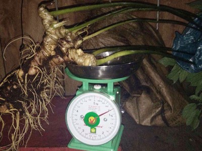 Thân và củ nặng tám lạng. Ảnh: H.T.