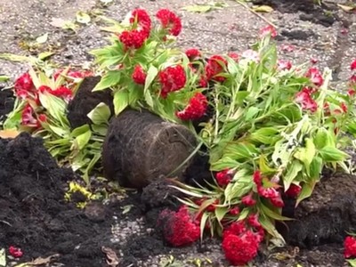 Tôi chẳng xót khi thương lái đập nát hoa chiều 30 Tết