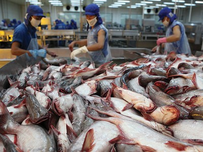 Giá nguyên liệu đầu vào tăng cao là một trong những lý do khiến lĩnh vực chế biến, xuất khẩu cá tra gặp nhiều khó khăn trong năm 2017 
