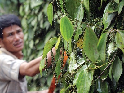 Giá hồ tiêu hiện ở mức 60.000 đồng/kg, giảm một nửa so với cùng kỳ năm trước
