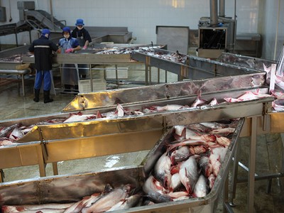 AGF điều chỉnh kế hoạch lợi nhuận từ 50 tỷ đồng về 0 đồng