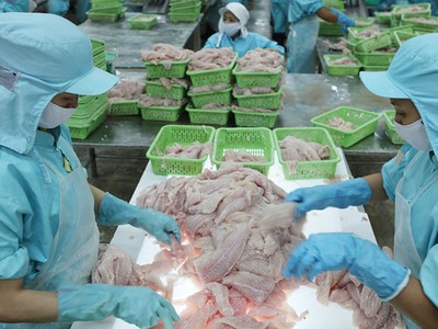 Việc Mỹ áp thuế rất cao sẽ có tác động lớn tới xuất khẩu cá tra, basa của Việt Nam sang Hoa Kỳ