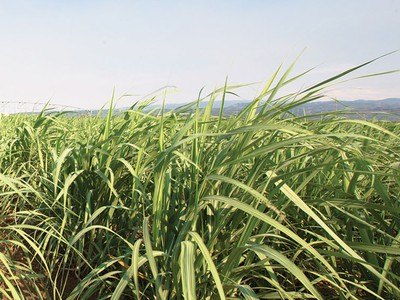 Cơ hội nào cho ngành mía đường Việt Nam?