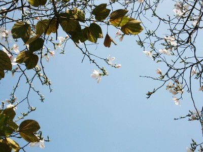 Dịu dàng mùa hoa ban về phố