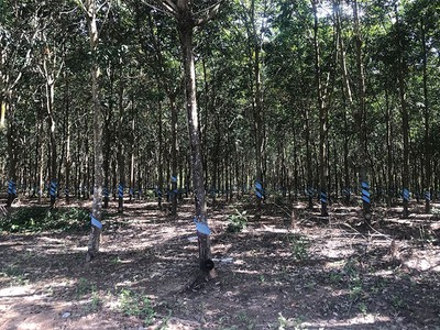 Mảng cao su của HAGL đang gặp bất lợi khi giá cao su thiên nhiên trên thị trường thế giới có dấu hiệu đi xuống
