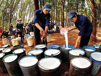 Kế hoạch doanh thu và lợi nhuận cao mà GVR đề ra phụ thuộc nhiều vào mặt bằng giá cao su trong thời gian tới