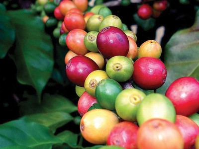 Các sản phẩm nông sản thô của Việt Nam giao dịch thường dưới mặt bằng giá chung của thị trường do nhiều sản phẩm không đủ tiêu chuẩn